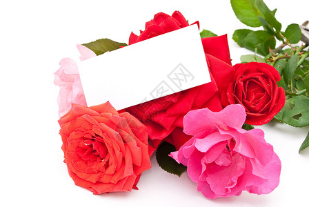 带卡片的玫瑰花瓣红色标签背景图片