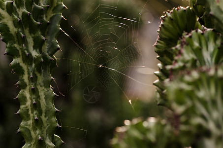蜘蛛网蜘蛛昆虫圆圈框架宏观金子绿色野生动物网络丝绸背景图片