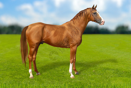 在绿草上骑着红温暖的马高清图片