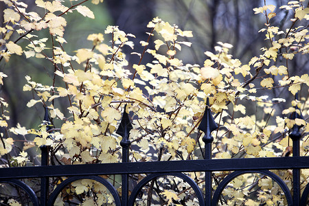 秋季栅栏边缘分支机构灌木树叶叶子边界场景黄色山峰背景图片