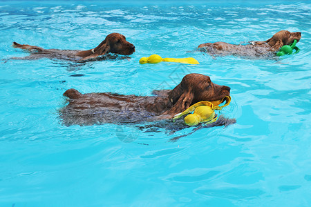 游泳斗鸡宠物动物蓝色犬类小狗游泳池棕色团体猎犬玩具背景图片