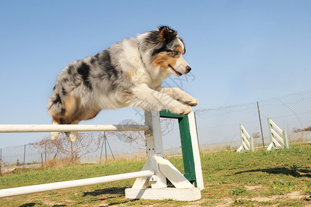 跳跃澳洲牧羊人三色训练运动有素牧羊犬跑步犬类场地行动文化背景图片