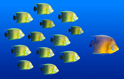 领导力概念     大鱼为热带鱼类的主导学校跑步团体水族馆蓝色领导经理珊瑚浅滩团队人群背景图片