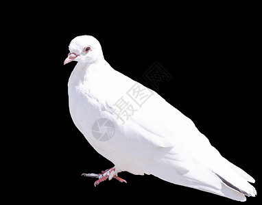 白色的鸽子一个白鸽孤立背景