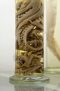 马 提拉海洋生活甲醛海洋学章鱼养护生物学科学玻璃背景图片