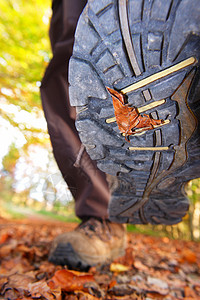 徒行旅行鞋类远足者闲暇自然太阳叶子木头运动季节踪迹背景图片