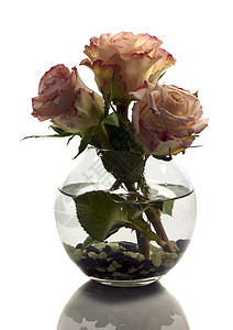 玻璃花瓶粉色花花瓶加橙色玫瑰庆典花园花瓣生日花束卡片荒野墙纸礼物团体背景