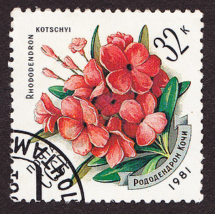 明信片背面模板邮政邮票边缘旅行风格收藏价格装饰植物爱好插图框架背景
