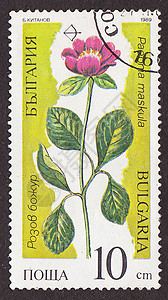 兔年的邮票邮政邮票植物群植物边缘模版爱好边界蔬菜旅行明信片价格背景