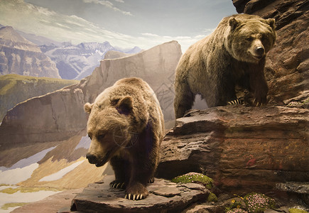 熊山灰熊动物猎人男性领土爪子食草力量冬眠孤独者濒危背景