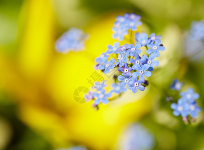 蓝花花背景黄色野花花朵背景图片