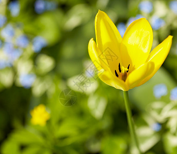 黄色郁金香花瓣背景宏观黑色阳光喜悦乐趣草地背景图片
