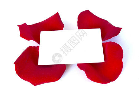 花瓣上的信息假期问候语玫瑰红色卡片礼物脆弱性庆典背景图片