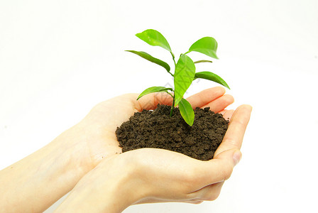 手掌的植物生长收成移植生活学习绿色辉光补种土壤环境高清图片