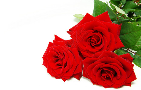 红玫瑰热情叶子庆典花瓣玫瑰生日绿色礼物白色红色背景图片