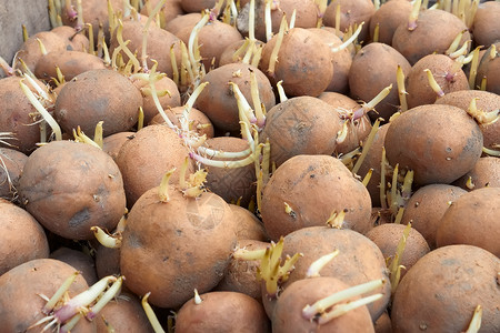 国家土豆种植之前的马铃薯管背景