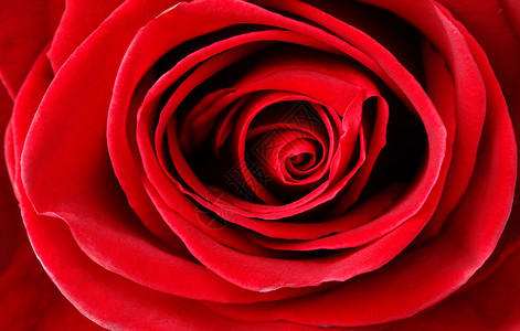红玫瑰花瓣红色植物庆典玫瑰背景图片