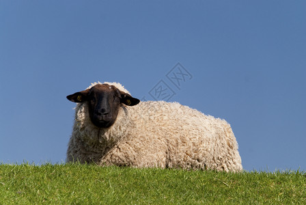 绵羊羊毛羊头养羊泥滩牧羊人孩子们晴天小绵羊海滩海岸背景图片
