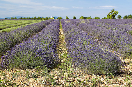 拉凡塔勒法国南部普罗旺斯地区拉凡德草地紫色风景香味农田山脉收成农村农业香气场地背景