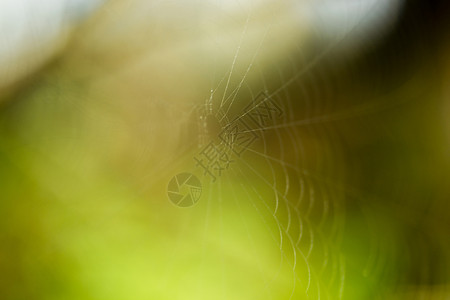 绿色抽象背景网络生物学蛛网风景蜘蛛网场景环境背景图片