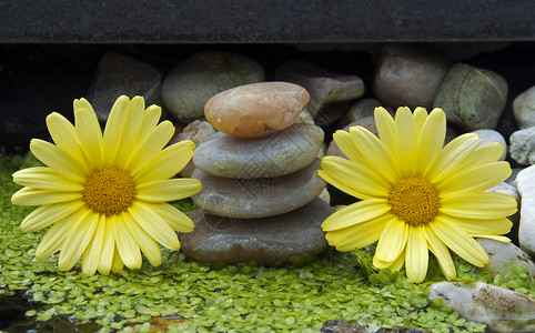 黄黄花和宝石温泉植物黑色治疗叶子反射金字塔黄色绿色环境背景图片