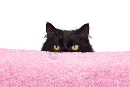 黑猫粉色边框隐藏黑猫背景