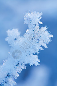 美丽的冷冻冬季植物天气雪花衬套季节雾凇环境蓝色冻结植物群假期背景图片