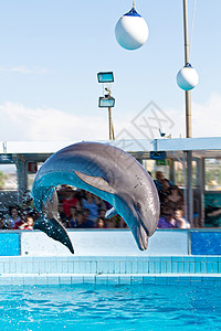 宽吻海豚海豚跳跃荒野微笑海洋哺乳动物生活蓝色野生动物火车水族馆鲸鱼背景
