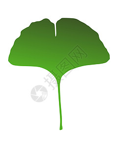 银树叶银叶叶子插图树叶植物健康绿色医疗草本背景图片