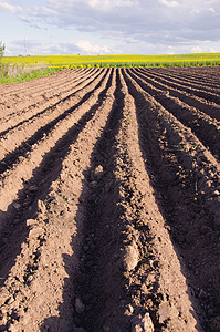 耕种马铃薯的农田高清图片