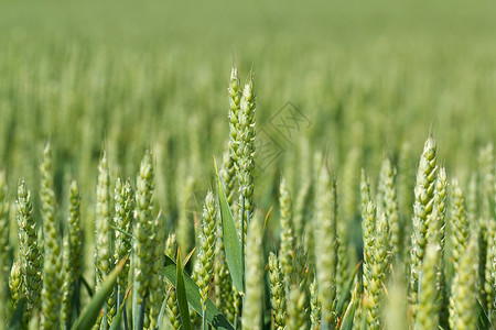 谷物生长有机绿色谷物的详情地平线生活植物城市生长种子蔬菜环境食物小麦背景
