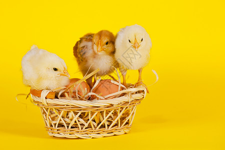 带多彩复活节蛋的小鸡小鸡雏鸟黄色背景家禽背景图片