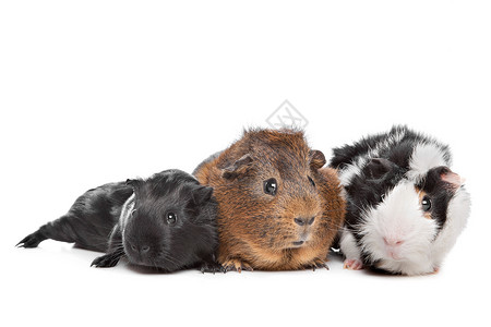 三只几内亚猪脊椎动物哺乳动物豚鼠毛皮水平动物主题宠物白色三色背景