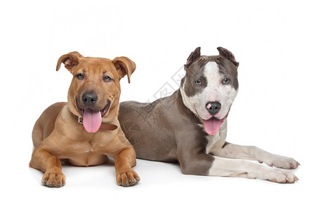 混合品种斯塔福德和美国员工混种小狗宠物耳朵朋友们夫妻动物肌肉背景图片