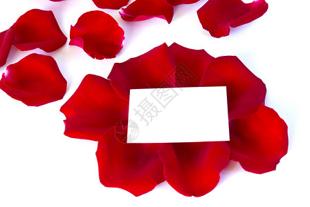 花瓣花朵玫瑰卡片红色假期庆典礼物问候语脆弱性背景图片