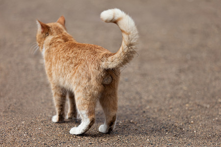 竖着尾巴的猫猫科动物毛皮脊椎动物猫科动物尾巴友谊好奇心柔软度头发短发宠物背景