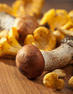 新鲜蘑菇孢子森林帽子生长营养食物宏观橙子美食蔬菜高清图片