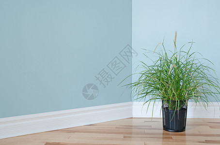 蓝色底板装饰一个房间的绿草植物背景