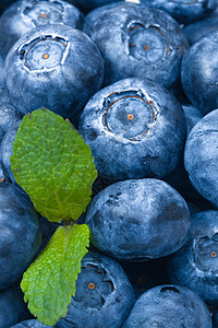 蓝莓 白色背景的绿叶子覆盆子食物水果宏观蓝色浆果树叶背景图片