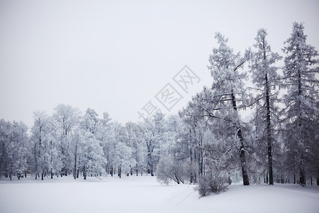 冬冬树天空场景荒野墙纸冻结城市木头蓝色假期风景背景图片