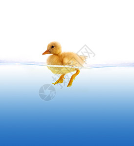 蹼黄色鸭子游泳羽毛动物宠物海浪相机重力翅膀生活小鸭子金子背景