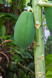 木薯树上生活荔枝异国环境木瓜花园热带植被食物生产背景图片