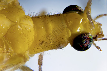 绿花草蛉照片动物群显微眼睛微距形式皮肤昆虫触手背景图片