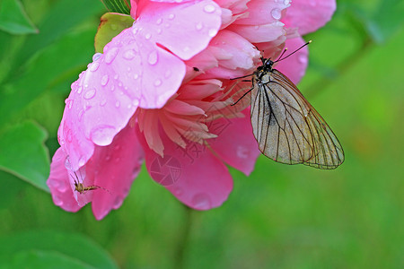 蝴蝶在花朵下躲雨鳞翅目君主荒野花园场景野花脆弱性阳光荨麻疹草地背景