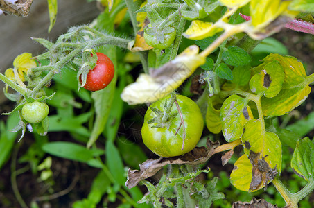 绿色生红色成熟的西红番茄夏季温室背景图片