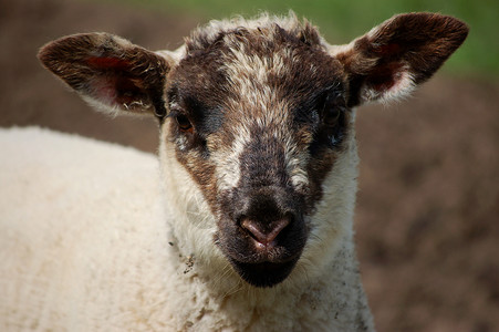 黑脸和耳朵的羔羊背景图片