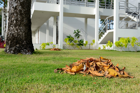 收集干叶橙子白色团体绿色建筑收藏植物地面树叶叶子高清图片