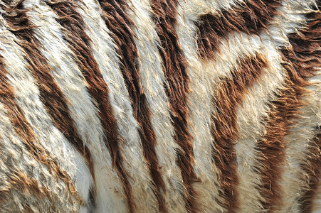 斑马效果宏观毛皮斑马纹动物纹理条纹背景图片