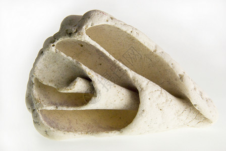 化石生活表面石头贝壳蜗牛矿物石化白色几何学插图背景图片