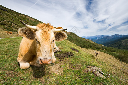 莱恩圣格洛里奥港的牛(西班牙)高清图片